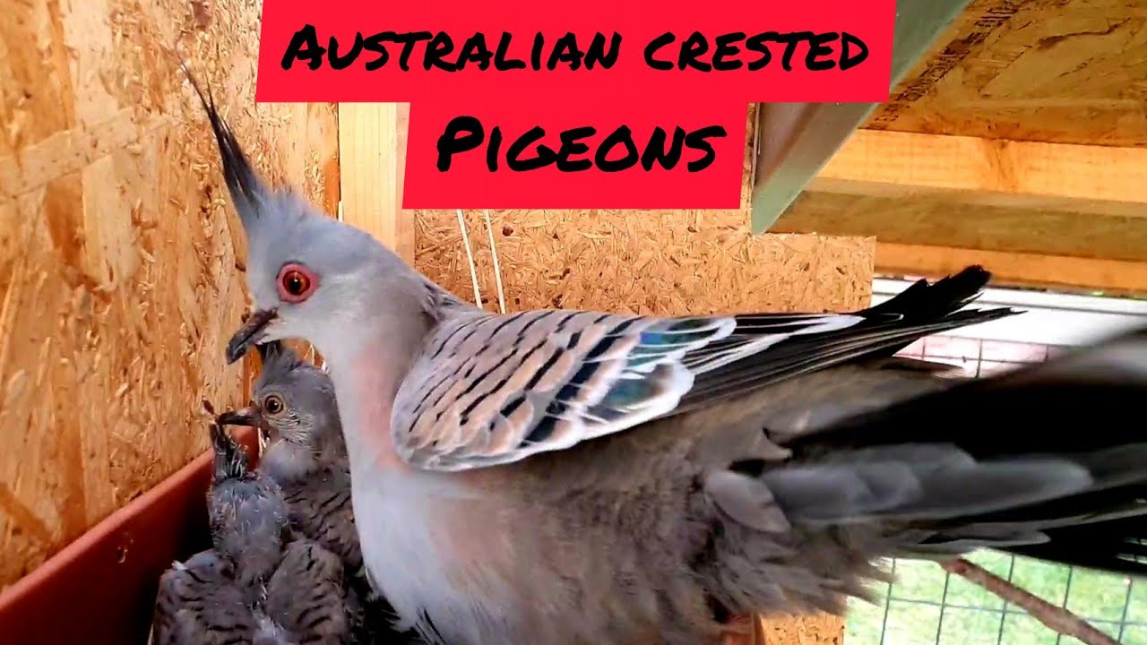 Young pair - Australian Crested Pigeons...the first chicks. Porumbei australieni cu mot
