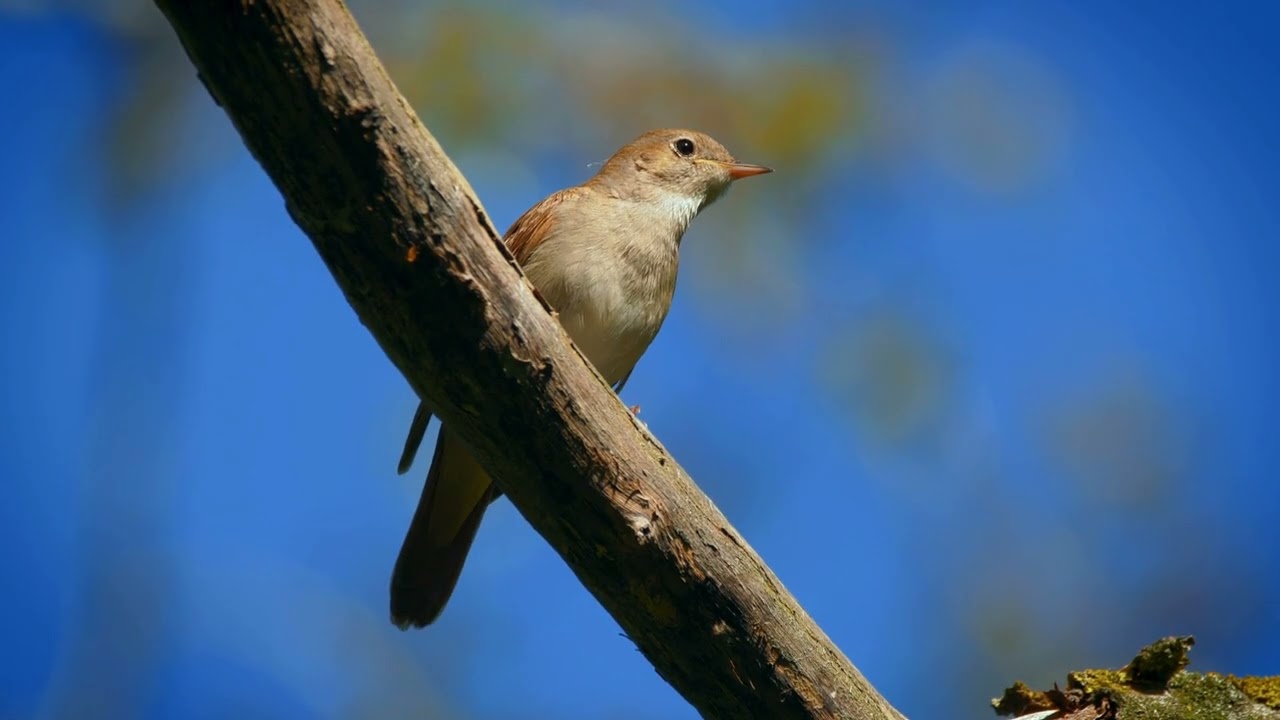 “Nightingale Sleep Sounds – Soothing Birdsong & Relaxing Music for Deep Sleep