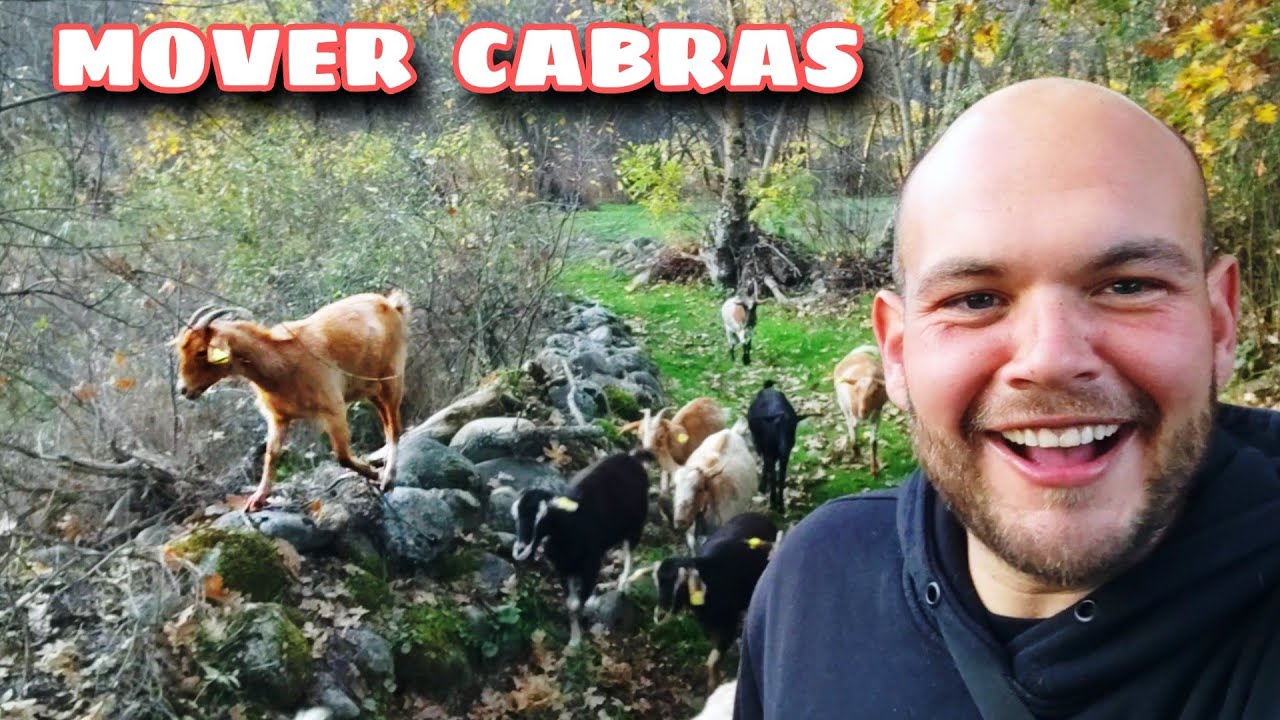 C&oacute;mo Manejar, Mover y Pastorear Cabras: Consejos Pr&aacute;cticos y Efectivos
