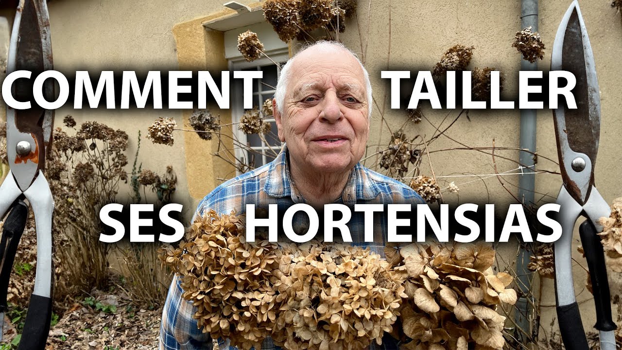 COMMENT TAILLER ses HORTENSIAS ? ✂️