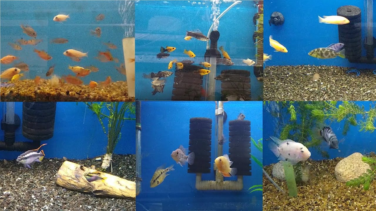 LOCAL DE ACUARIOFILIA 1 - VENTA DE PECES
