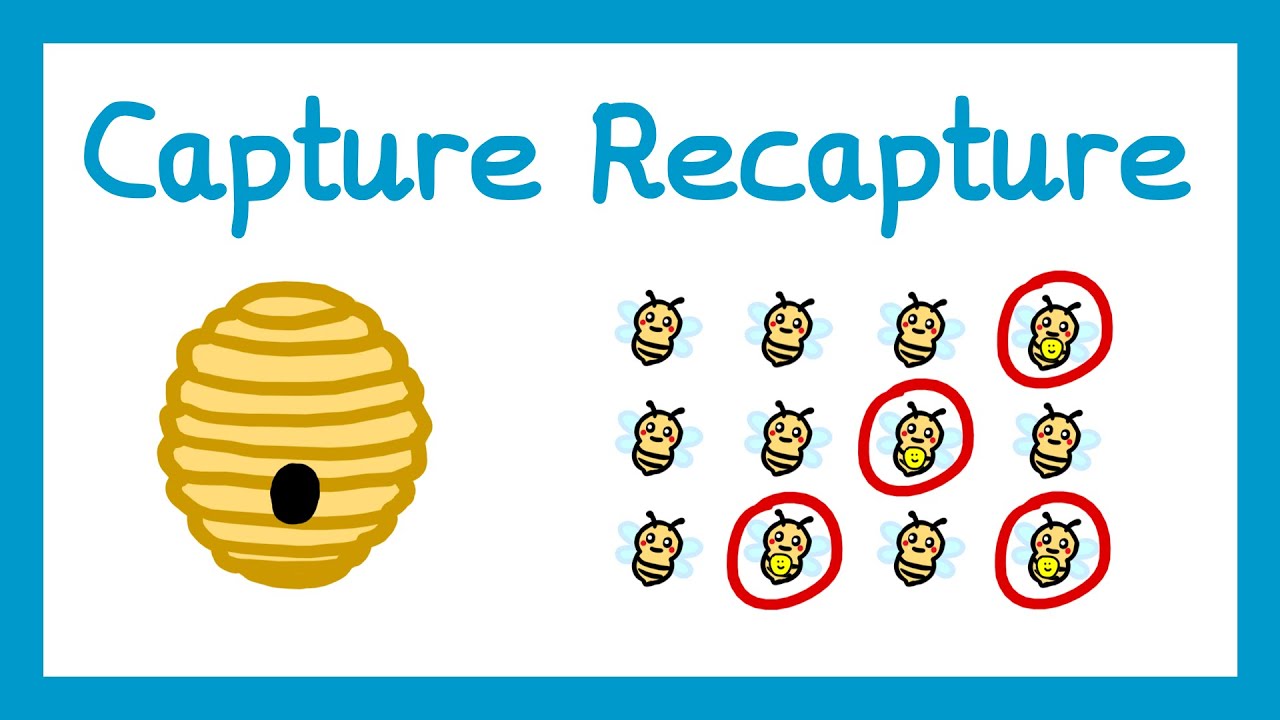 Capture Recapture - GCSE Higher Maths