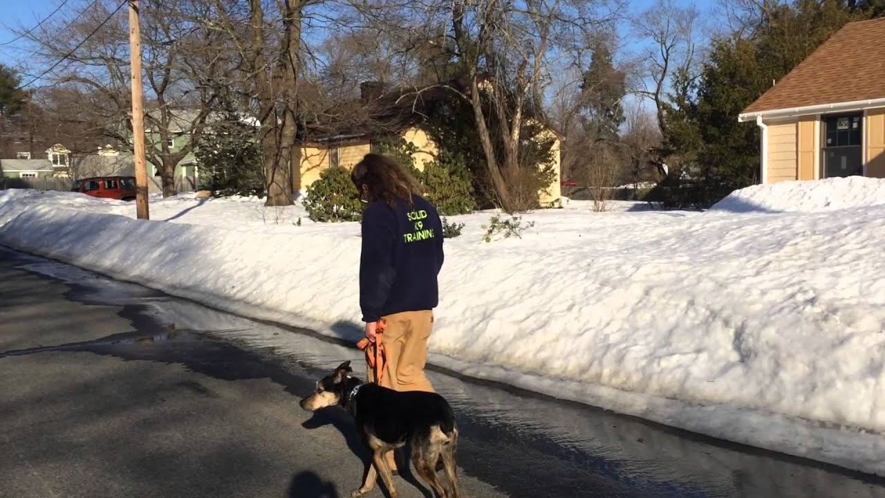 Remote Collar Heeling, How To Dog Training DIY