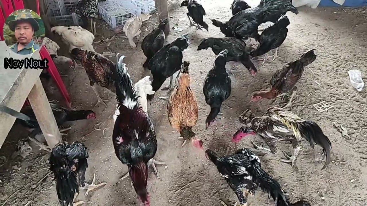 Watch These Chickens Enjoy Their Feast. Chicken fie by Nov nout 72
