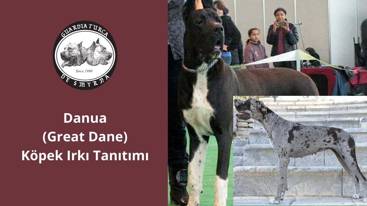 Danua (Great Dane) Cinsi Köpeklerin Tarihçesi, Özellikleri ve Bakımı