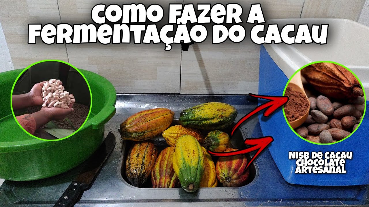 Como fazer a fermentação artesanal do cacau em casa - chocolate caseiro e nibs de cacau