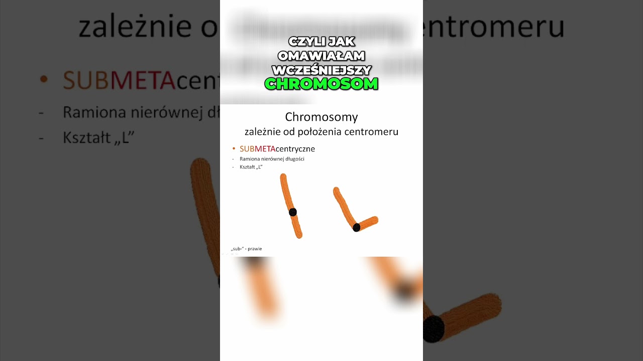 Chromosomy Metacentryczne 🌴 Genetyka Chromosom 🌱 Korepetycje z Biologii