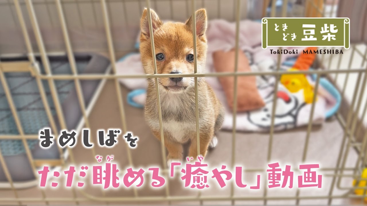 まめしば をただ眺める動画 #柴犬 #dog  #dogs #dogshorts #doglife #dogvideos #dogsofinstagram #shibainu #豆柴 #shiba