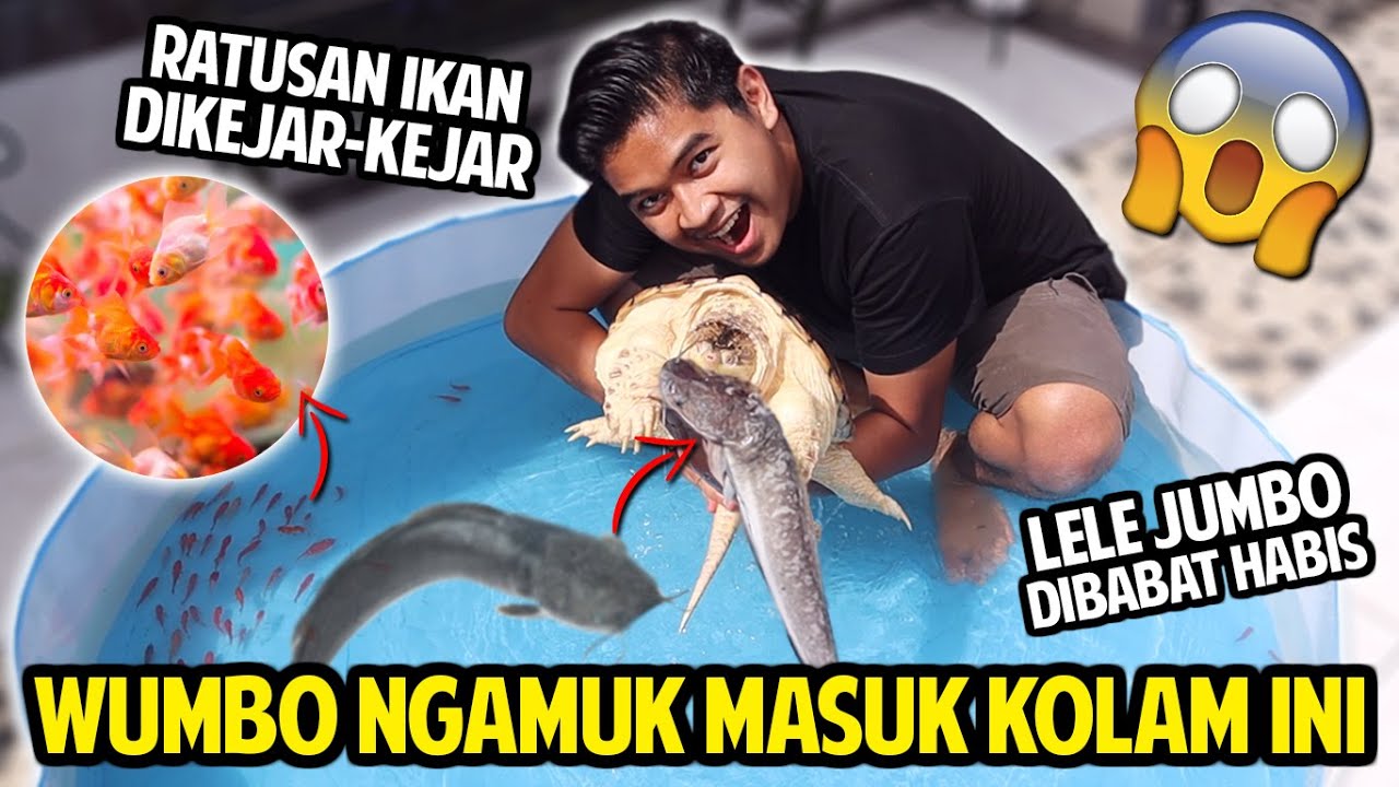 WUMBO NGAMUK MASUK KOLAM RENANG BOCIL! LELE JUMBO & IKAN WARNA-WARNI DIHAJAR HABIS-HABISAN!