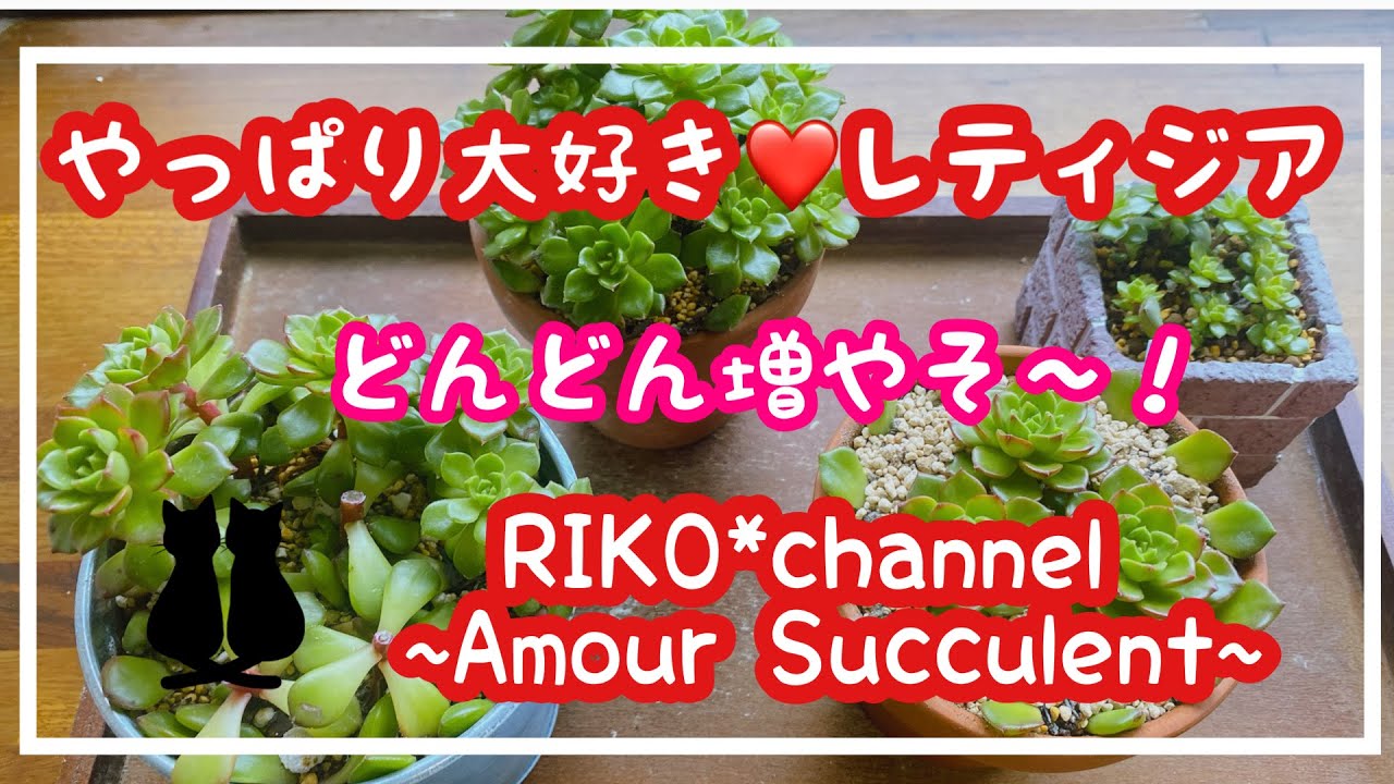 #53【多肉植物】【レティジア 】紅葉が可愛いレティジア 💕カットと葉挿しで増やします✊🏻