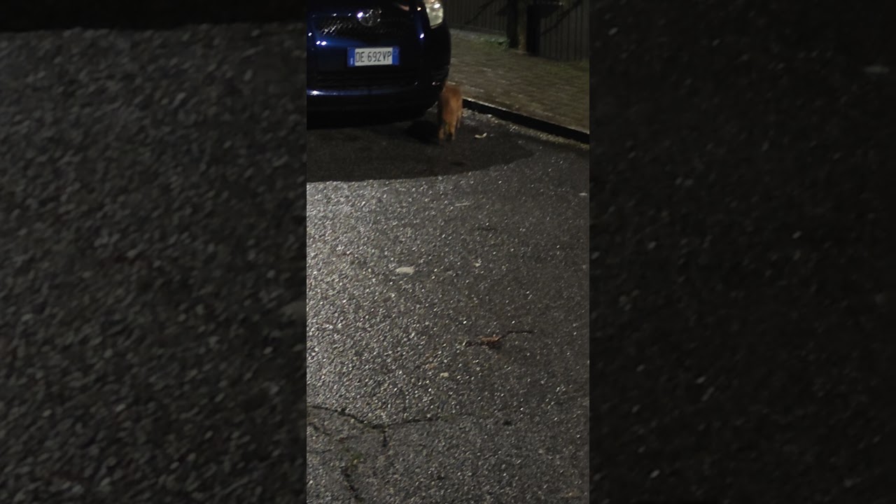 gatti maschi in calore