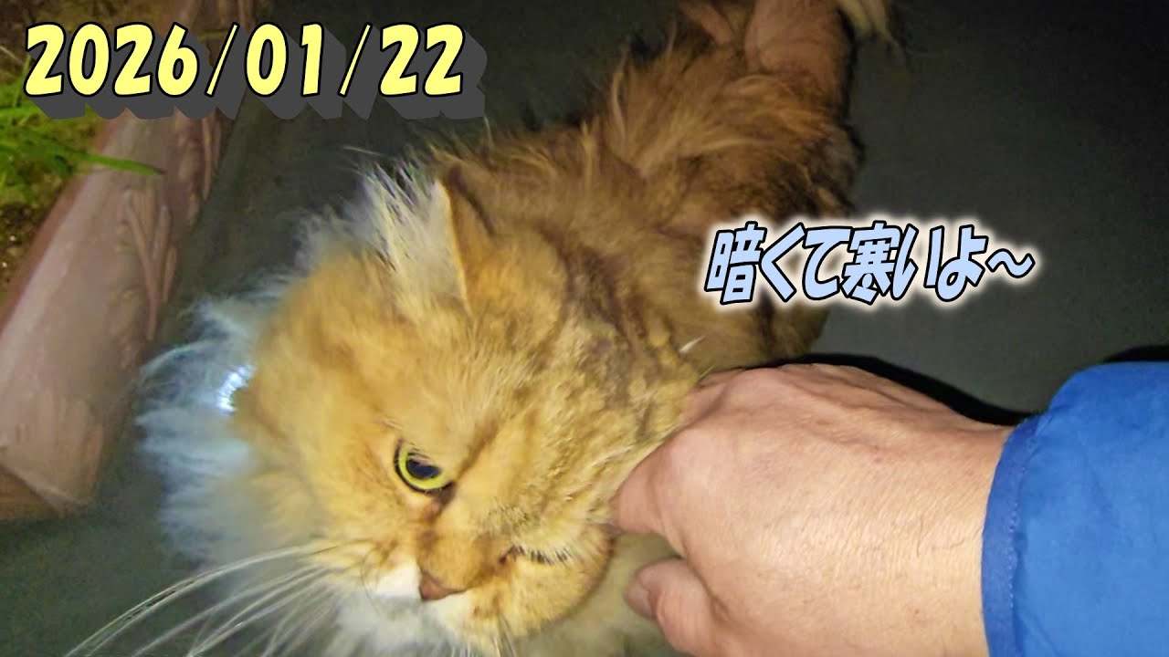 早起きし過ぎて暗いうちからバルコニーへ繰り返し出るひとみ　Persian cat Hitomi's relaxing days　2026/01/22