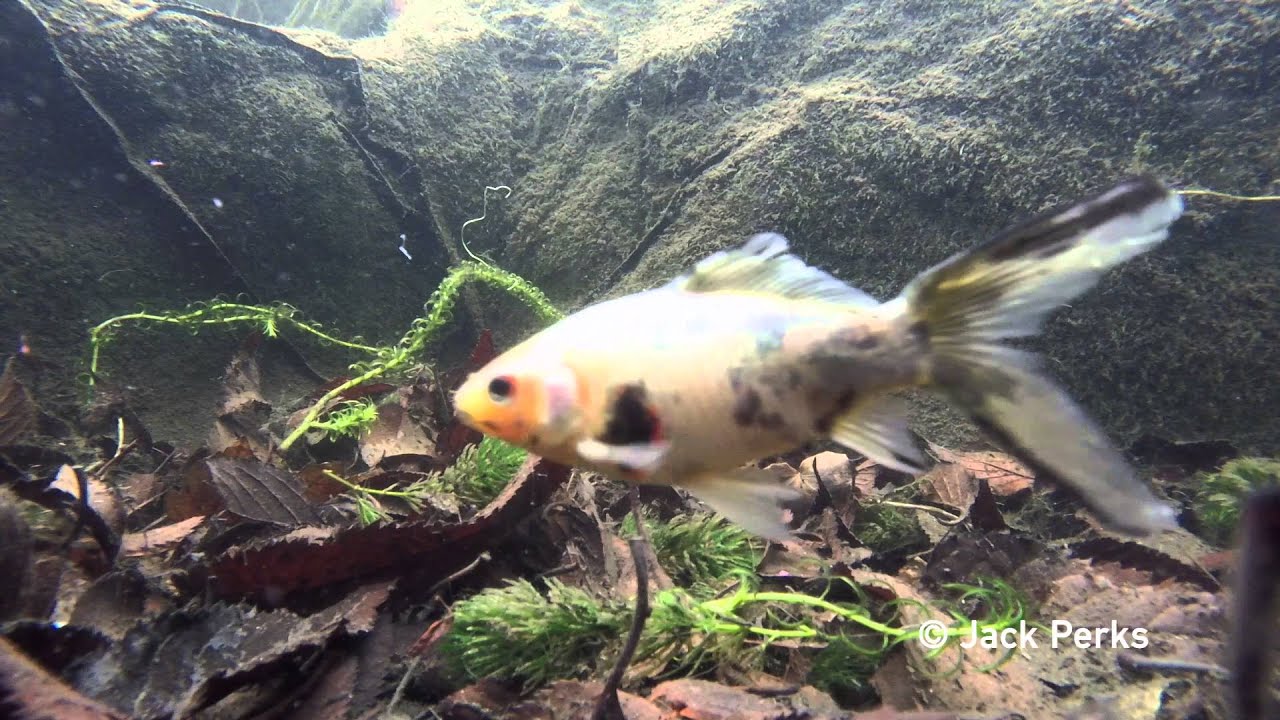 12 species of fish in garden pond Underwater #2