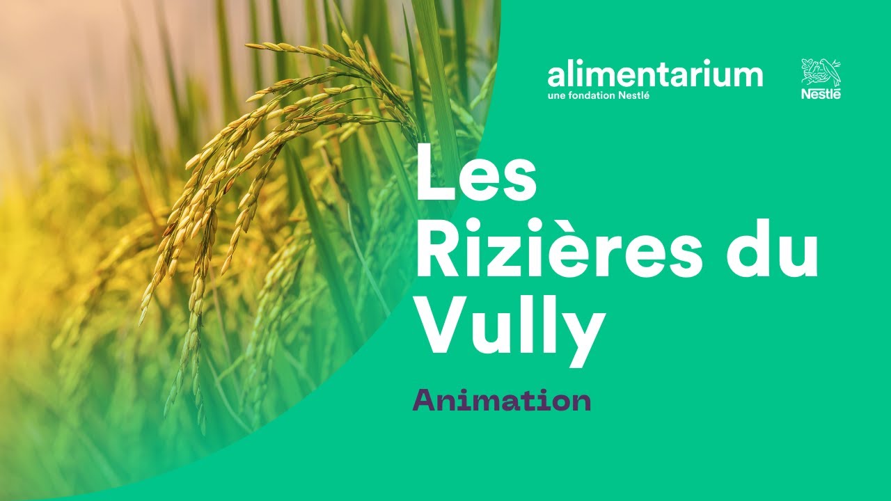 Animation - Les Rizières du Vully