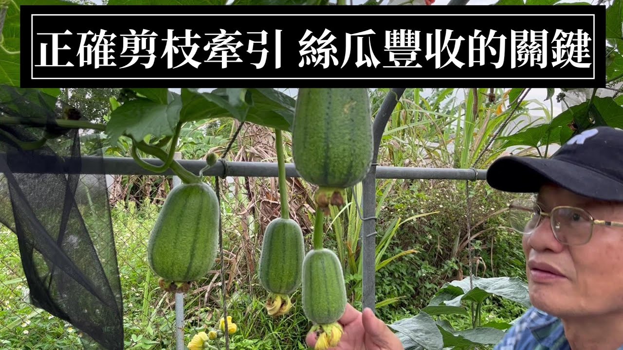 絲瓜剪蔓牽引可避免葉子遮擋陽光，可減少浪費肥份，防病蟲害 | 阿星種植