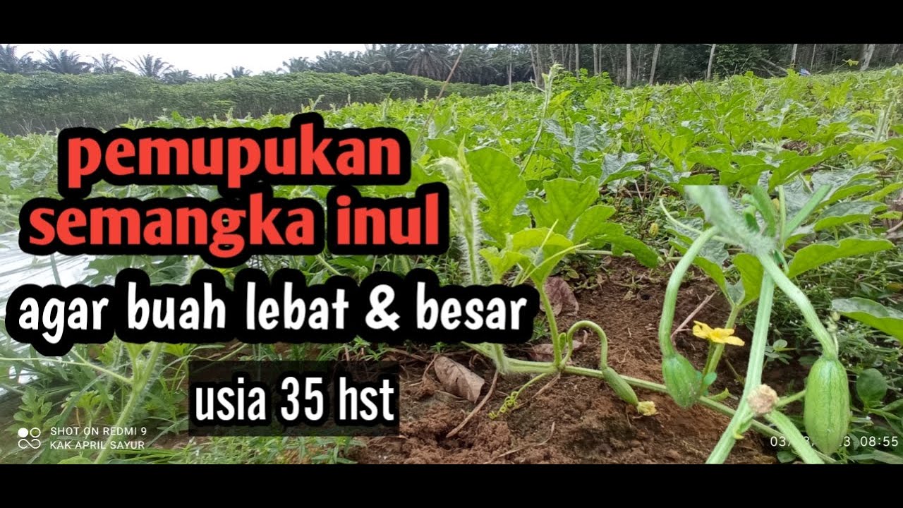 pemupukan semangka di masa pembuahan