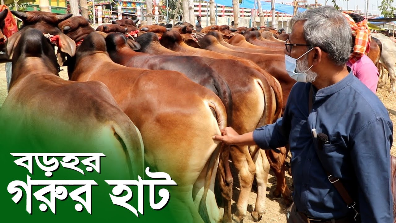 1124-আজ দেখুন বড়হর গরুর হাট, উল্লাপাড়া সিরাজগঞ্জ -র.ই মানিক চিত্রপুরী। Chitrapuri Krishichitra