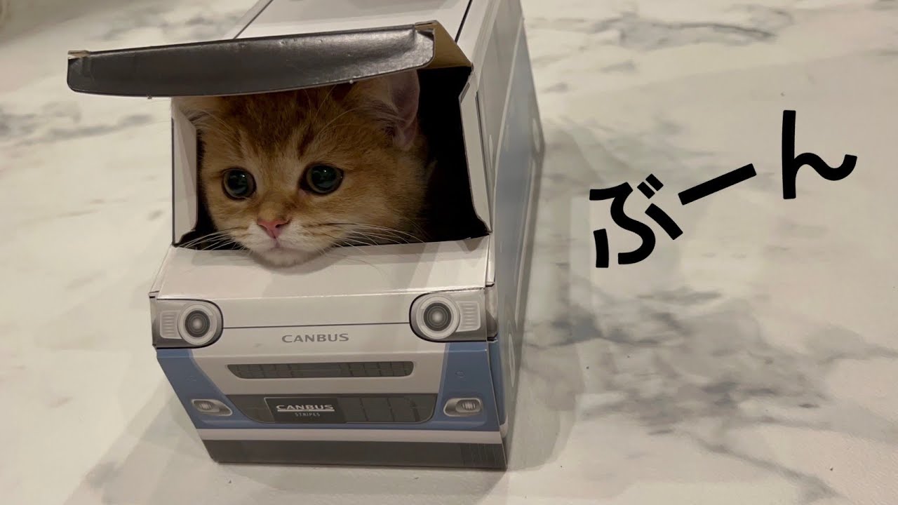 箱にどハマりした子猫に愛車プレゼントしたらこうなったw