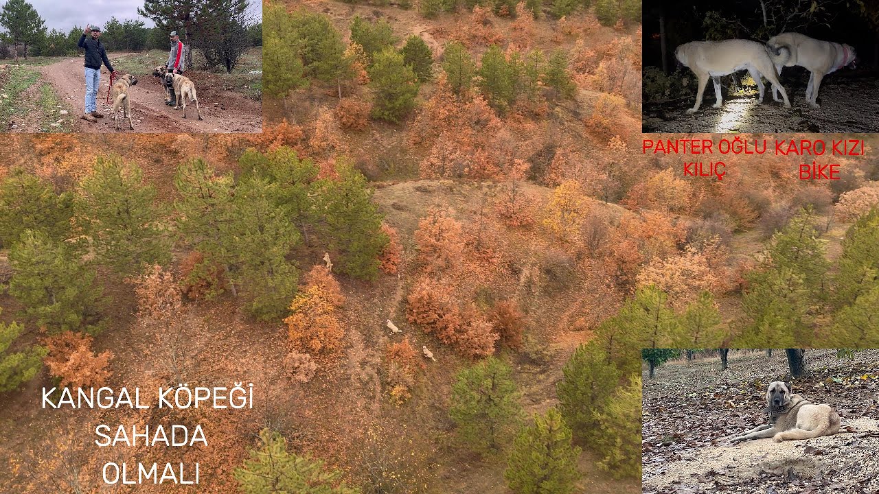 KARO KIZI BİKEYİ EŞLEMEK İÇİN PANTER OĞLU KILIÇIN YANINA ÇORUMA GÖTÜRDÜK - SİZCE EŞLEŞME TUTACAK MI?