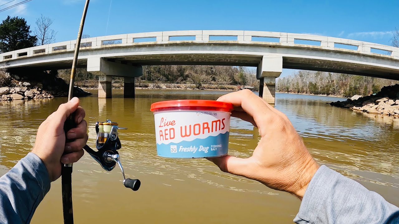 Old School Worm Fishing: How to Catch Tons of Fish with Live Red Worms
