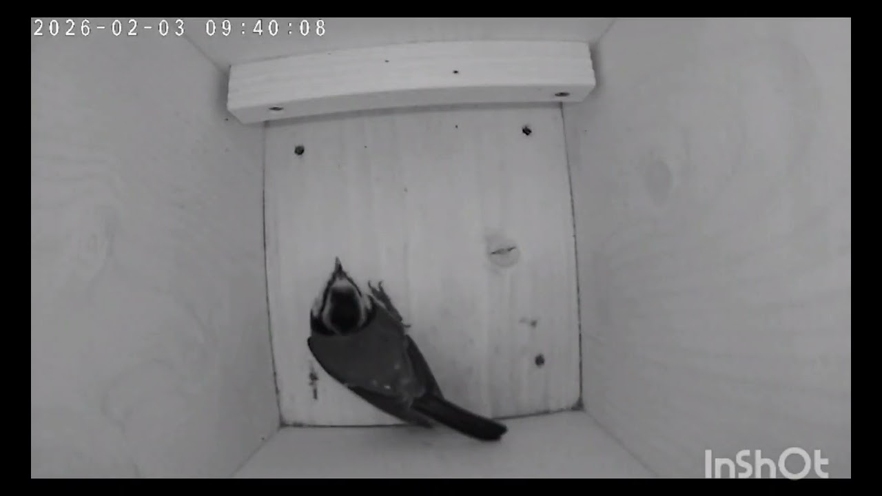 Wochenrückblick vom Vogelbalkon 🐦🐿️