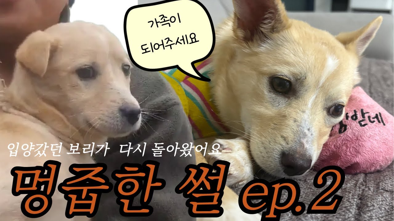 얇은 밧줄에 목이 묶여있던 유기견 파양(입양이야기/근황)A Stray’s Second Heartbreak