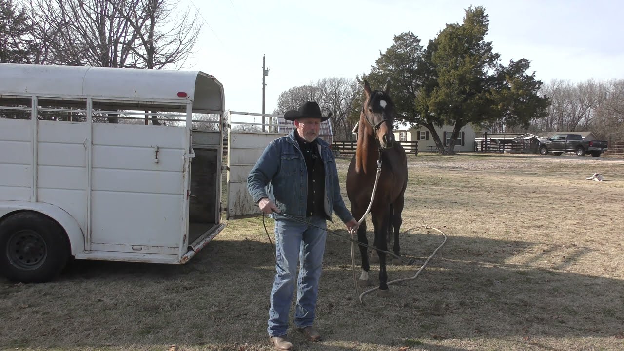 Aequitas Arabian Stallion Part 20  Four Methods to Teach Trailer Loading