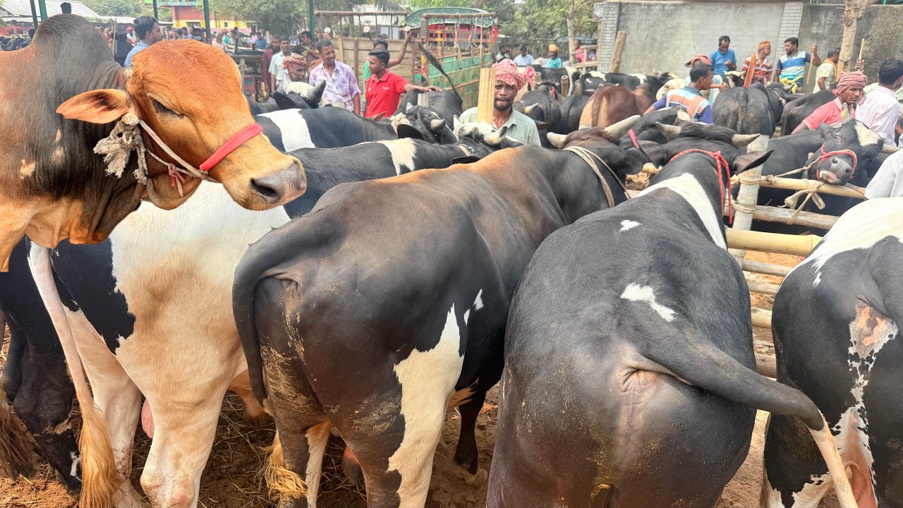 ঈদের বাজার ২০২৬ । কতো টাকা মণ দরে মাংসের গরু কেনাবেচা?  পুড়োপাড়া গরুর হাট ।