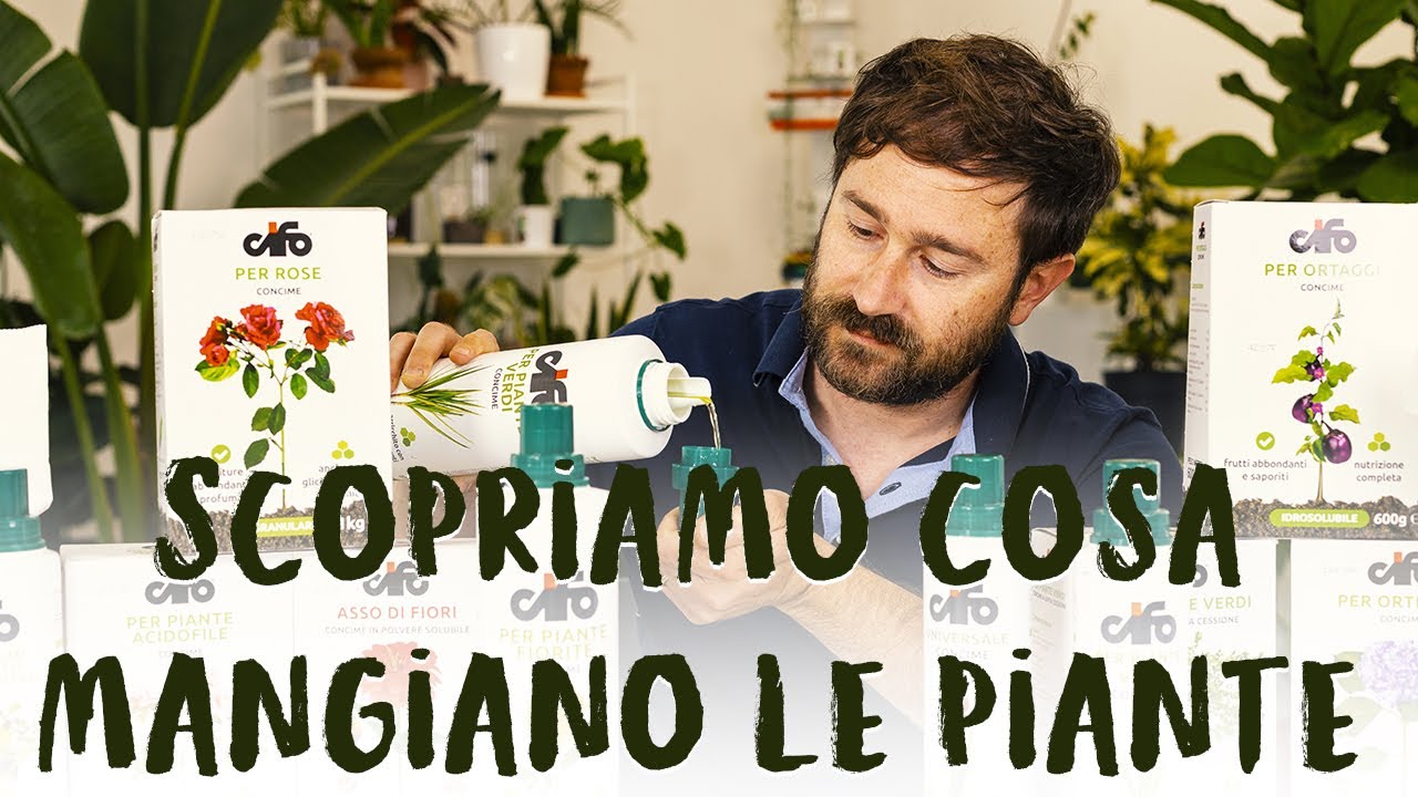 Cosa mangiano le piante? Ecco come scegliere il concime giusto!