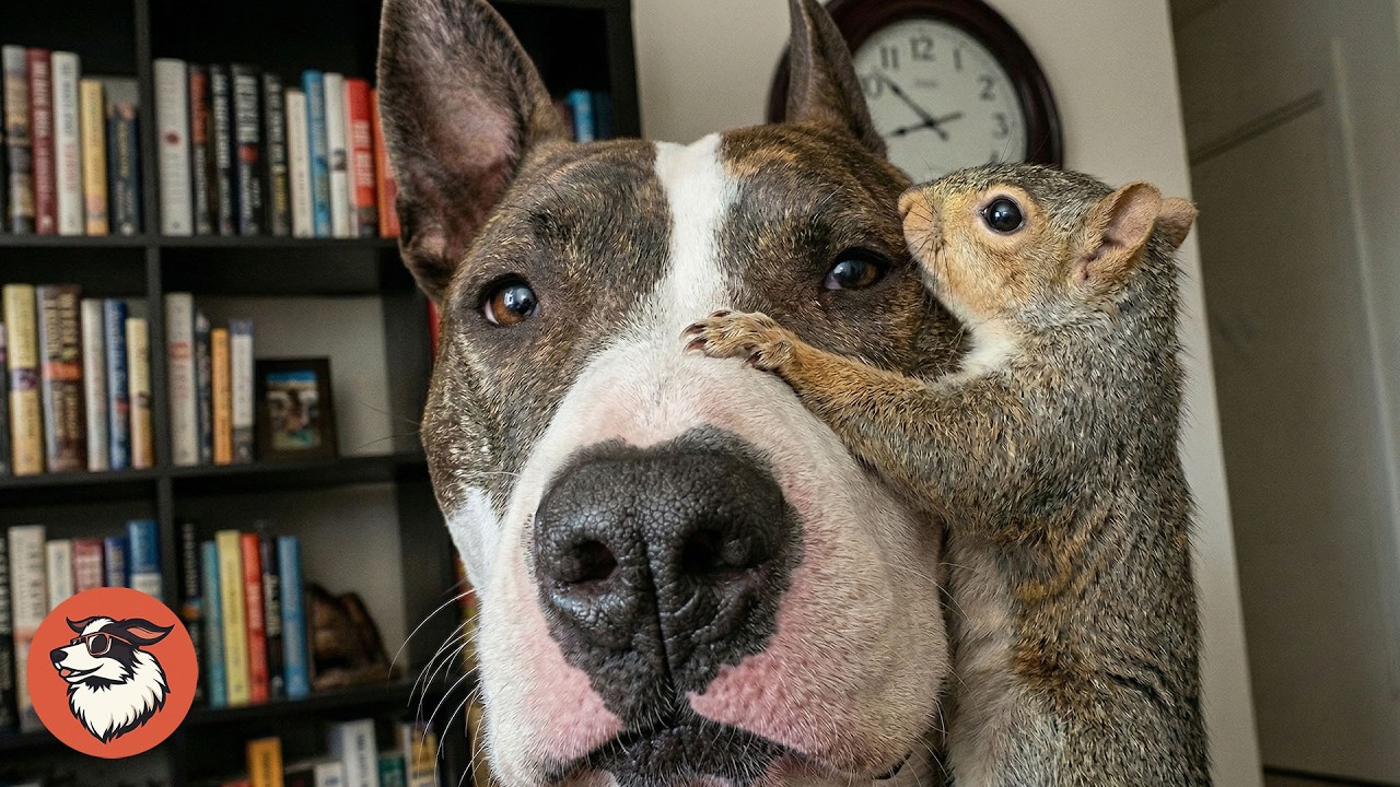 Dog Raises Baby Squirrel And They Become Best Friends
