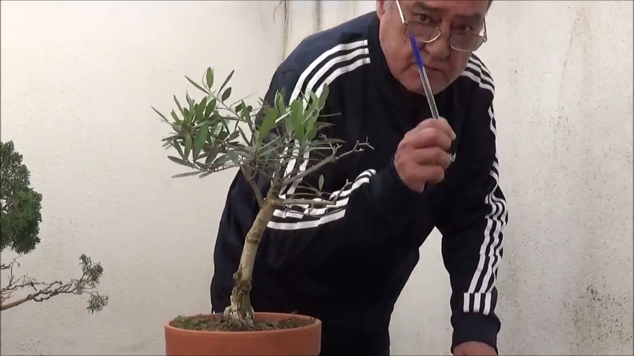 vendo algunos de mis bonsais