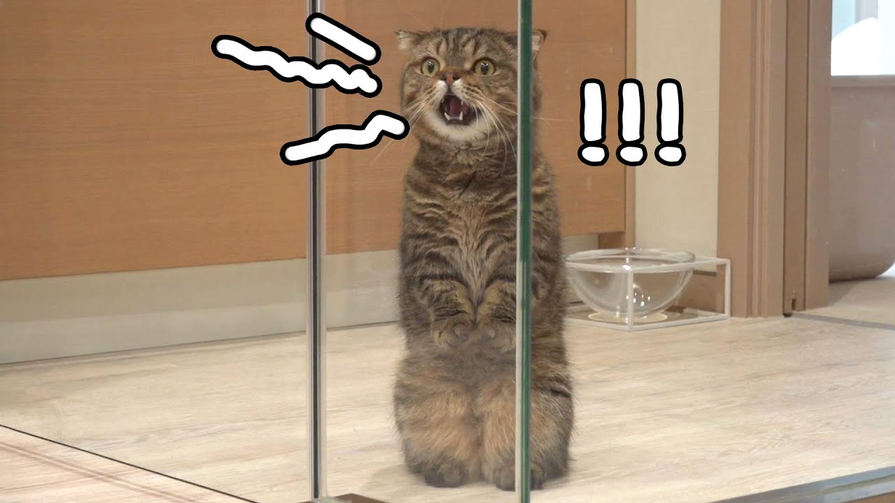 [키티빌런즈] 세상에서 제일 귀여운 악당