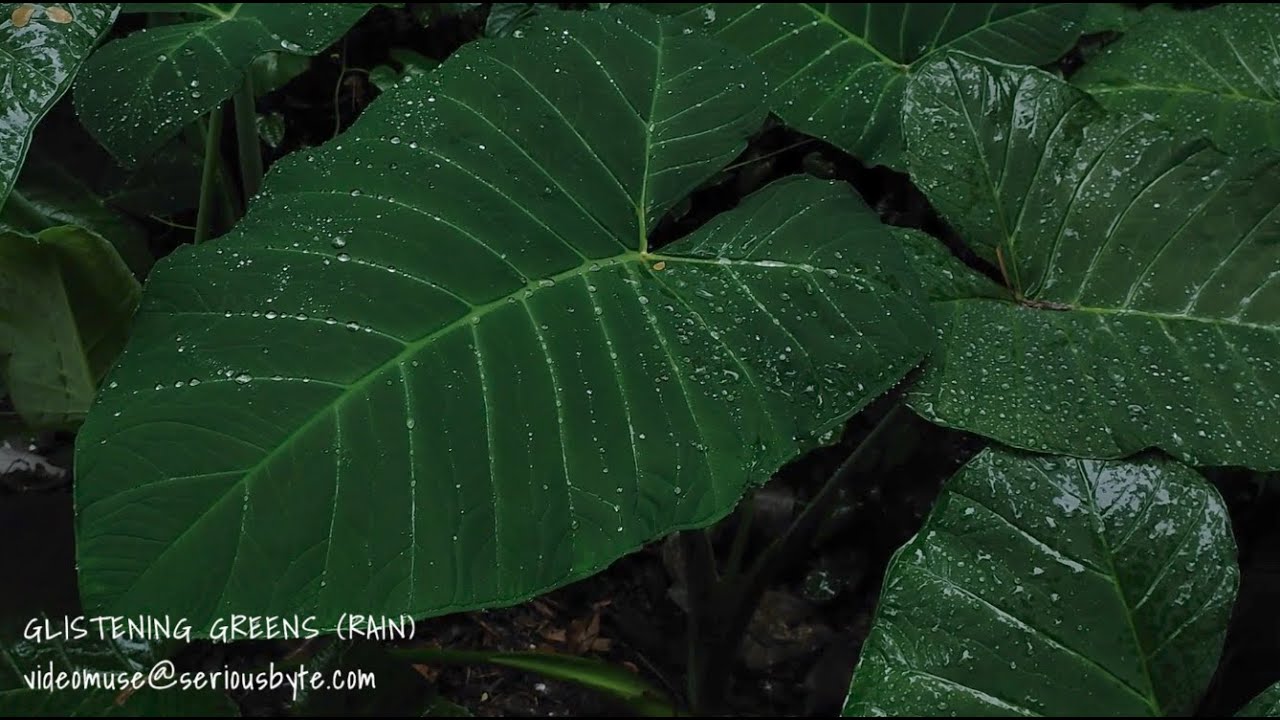 Serious Byte - Glistening Greens (Rain)