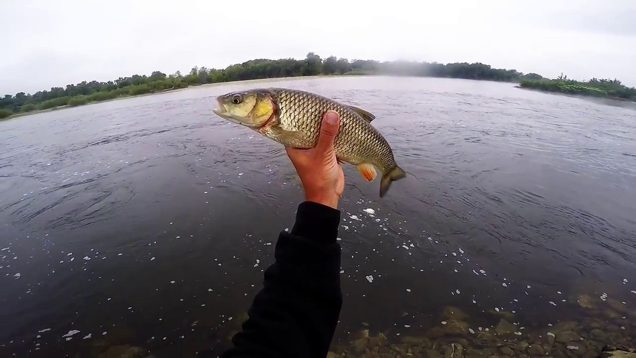 Duo Bay Ruf Manic & Fujin Spider action at Sava river