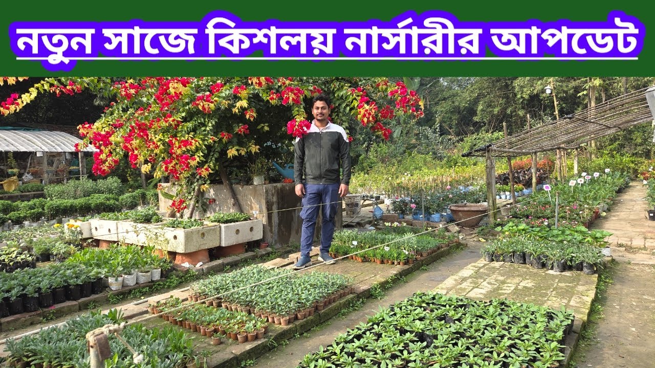 নতুন সাজে কিশলয় নার্সারির আপডেট||Kishalaya Nursery New Update||