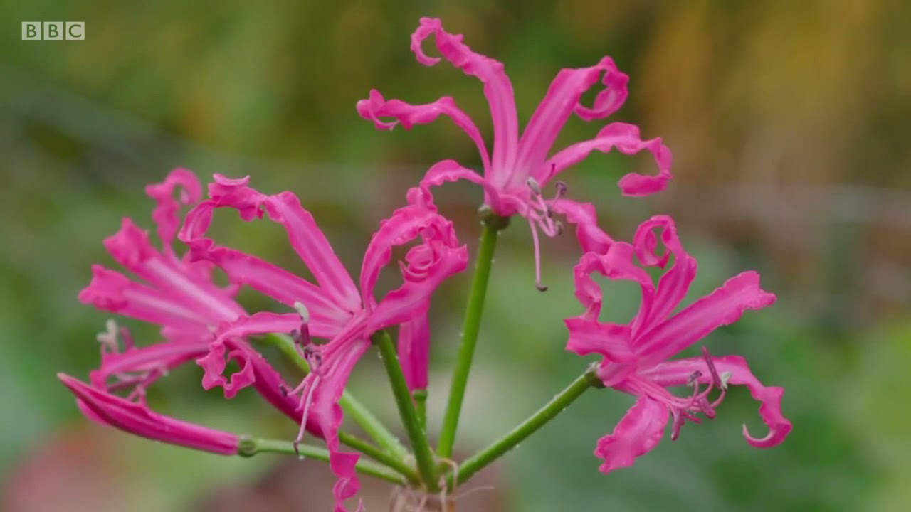 Kertész kertje pirosliliom nerine S51 E27 részlet