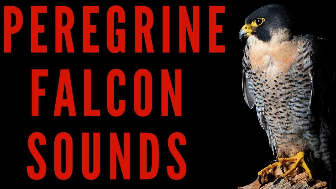 PEREGRINE FALCON SOUNDS - Peregrine Falcon Calls | maktub_ytv