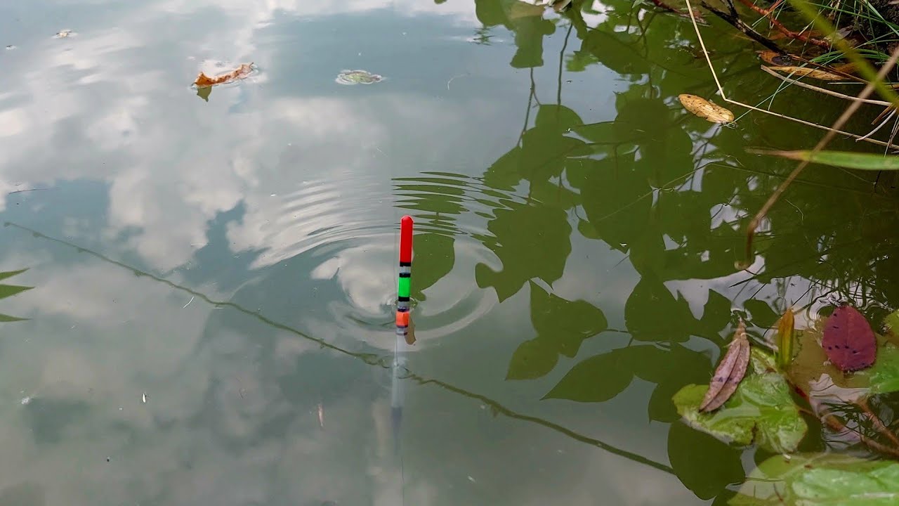 Pescuit la PLUTĂ clasic cu Viermi in Balta din Grădină 🎣