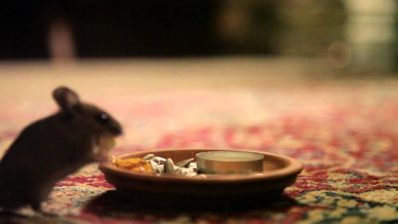 My Wild Wood Mouse