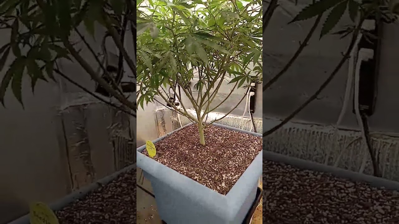 Headband 99xx  Brother's grimm seeds!! just flipped 3 days ago