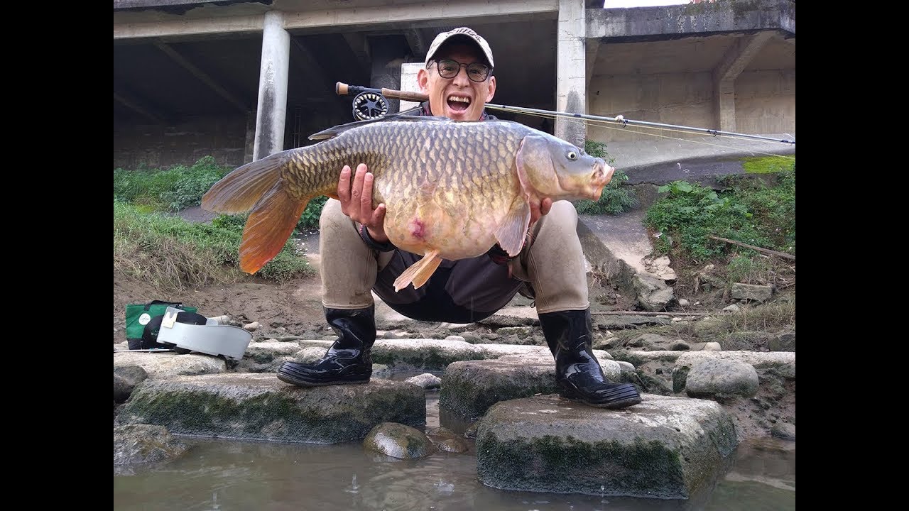 基隆河居然有這樣的巨鯉，用FLY連釣四天才釣到(fly fishing for  Carp in Taiwan Asia)#flyfishing #carpfishing #tips