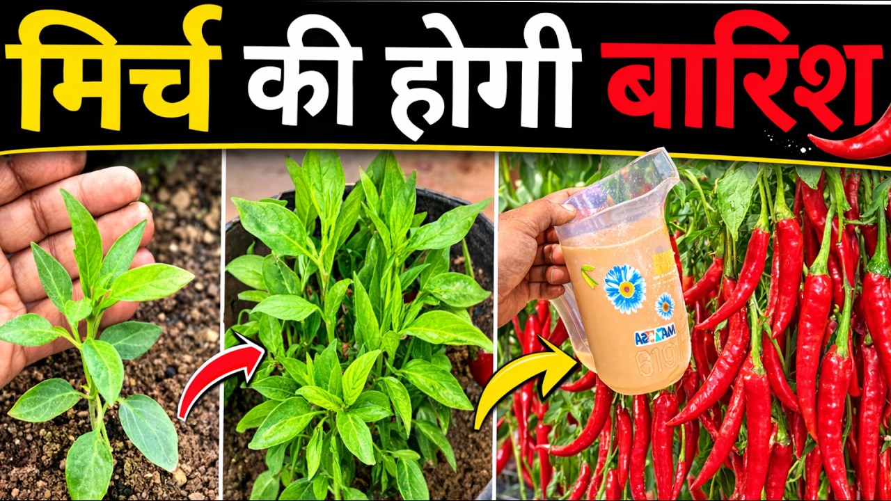 गमले में होगी मिर्ची की बारिश ये डालते ही