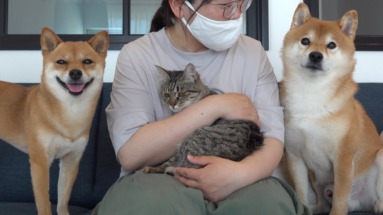 手術を乗り越えた柴犬‥猫を見る表情が母親そのものだった。