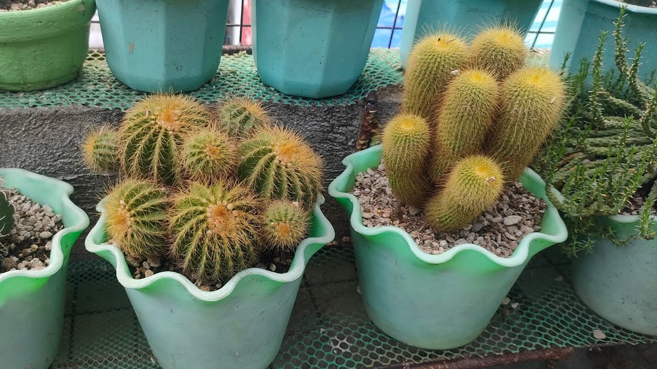 GOLDEN BALL CACTUS MATATAG SA ULAN INIT KAHIT WALANG DILIG BUHAY