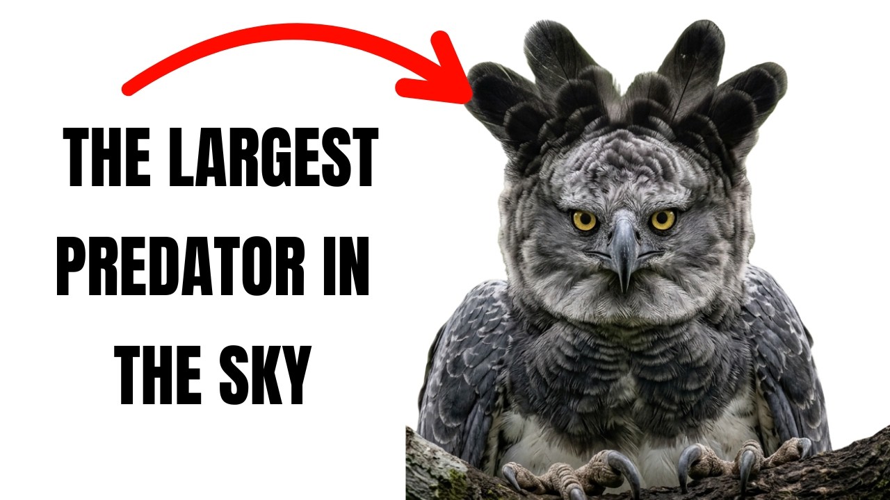 Harpy Eagle: The Giant Predator with Grizzly Bear Claws!