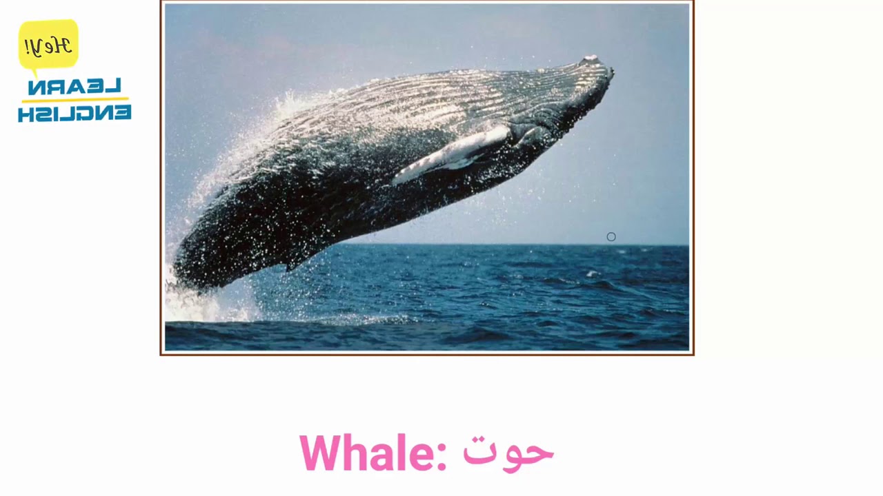 تعلم اسماء الحيوانات مع الاصوات باللغة الانجليزية للاطفال و المبتدئين
