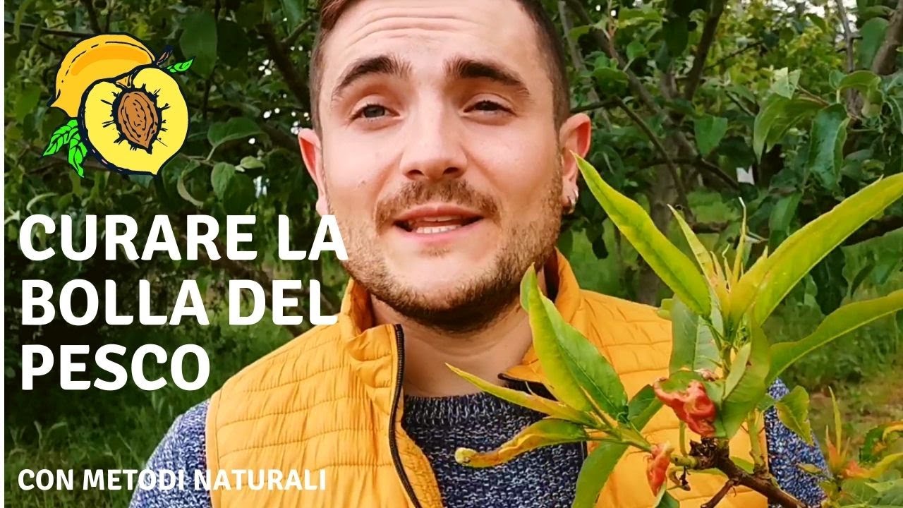 COME COMBATTERE LA BOLLA DEL PESCO: I CONSIGLI DELL'AGRONOMO