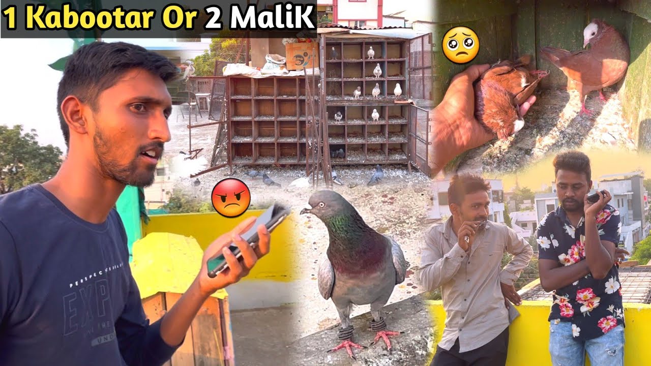 1 Kabootar Or 2 Malik 😡 | Ab Kya Karu | Dark Reality of Kabootar Bazi