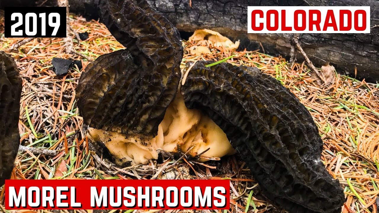Morel Mushroom Hunting (Colorado 2019)