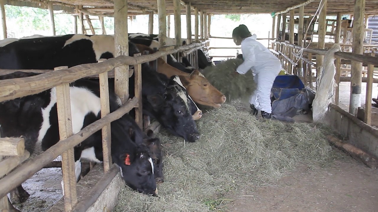 Agataliikonfuufu Abanaabangula abanaggya mu mwoleso gwa Harvest money beeteeseteese bakukunze obeere